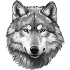 Gray Wolf
