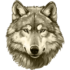 Kaki-Wolf