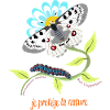 Apollo butterfly