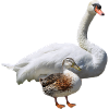 Cygne