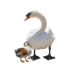 Schwan