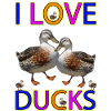 Duck Love