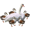 Duck Dance