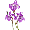 Blumen