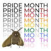 Pride Month Moth Meme