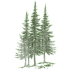 Forest, Spruce, Fir Trees
