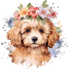 Cockapoo Welpe