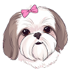 Shih Tzu Liebe