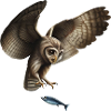 The fish-catching owl
