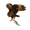 The fish-catching owl