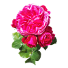 Pink spring rose