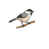 Bird Chickadee Bird Watching