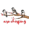 Bird Chickadee Bird Watching