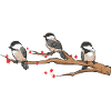 Observation des oiseaux mésanges