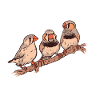 Pinsons zèbres Oiseau Pinson zèbre