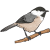 Bird Chickadee Bird Watching