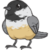 Bird Chickadee Bird Watching