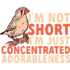 Zebra Finches Bird Zebra Finch