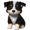 Puppy Australian Shepherd Dog Owner