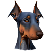Dobermann Dobermannwelpe Dobermanntrainer Hund