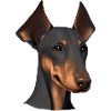 Dobermann Dobermannwelpe Hund Dobermanntrainer