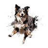 Australian Shepherd in Sprung Design