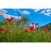 Poppies in summer meadow