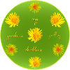 dandelions garden dandelion