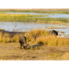 Afrikanische Kapbüffelherde Namibia Afrika