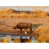 Afrikanische Kapbüffelherde Namibia Afrika