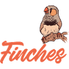 Zebra Finches Bird Zebra Finch