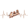 Pinsons zèbres Oiseau Pinson zèbre