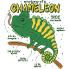 Anatomie d’un caméléon