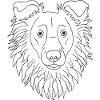 Collie