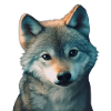 Kleiner wolf