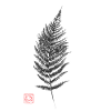 Fern