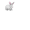 Rabbit Heartbeat Rabbit