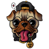 Pug Dog