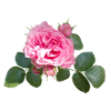 Pink ROSE