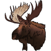 Moose head
