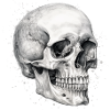Pencil skull