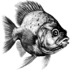 Le piranha au crayon