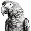 Parrot in pencil