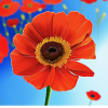 Coquelicot
