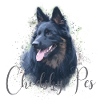 ChodskyPes