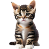 Chat - chaton