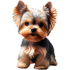 Dog - Yorkshire Terrier