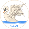 Cigno "salva i cigni" Cigni Conservazione della natura Lago dei cigni