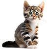 Cute young cat