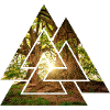 Vaklnut forest
